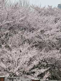 คลอง 양재천 (ยางแจชอน)