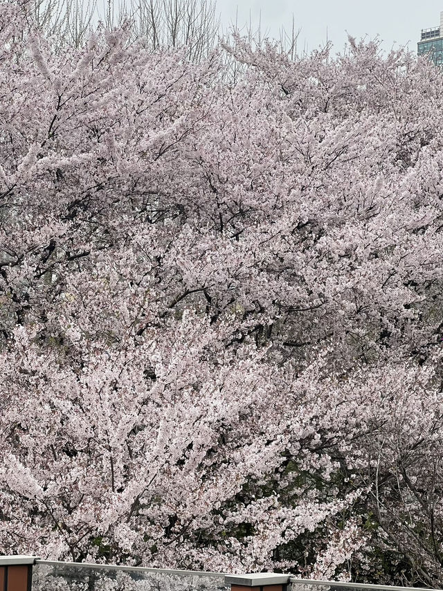 คลอง 양재천 (ยางแจชอน)
