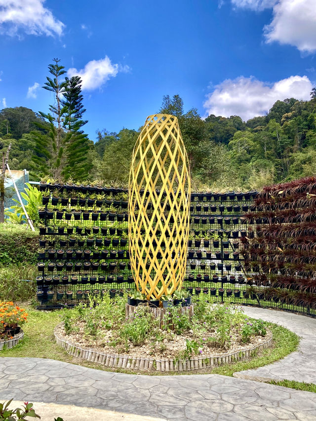 Hues of Winter at Betong Flower Garden