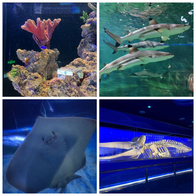 【中国/アモイ海底世界】