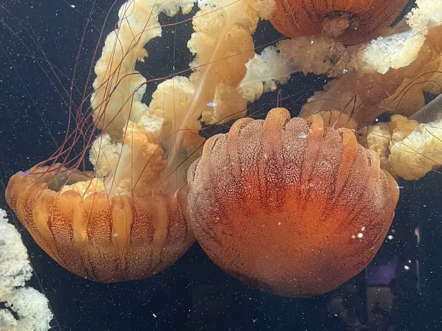 🐟 🐊✅Hướng dẫn tham quan Thủy cung Audubon (New Orleans) – Tận hưởng thế giới đại dương!