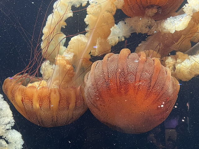 🐟 🐊✅Audubon Aquarium（ニューオーリンズ）攻略ガイド – 海の世界を満喫！