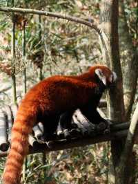 Meet them fluffy lil creatures in Panda Valley