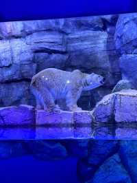 橫濱八景島海島樂園——與活力滿滿的海洋生物相遇！