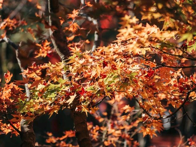 วัดโทฟุคุจิ (Tofukuji Temple)