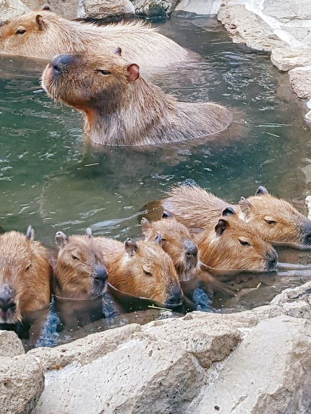 伊豆🌸河津櫻🌸伊豆仙人掌動物園🌸2天遊