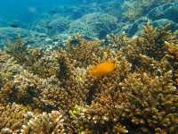 ดำน้ำเกาะจาน เกาะท้ายทรีย์ หาดวนกร ประจวบฯ