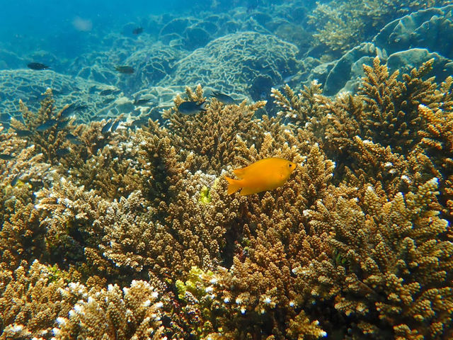 ดำน้ำเกาะจาน เกาะท้ายทรีย์ หาดวนกร ประจวบฯ