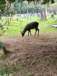 Glendalough Cathedral