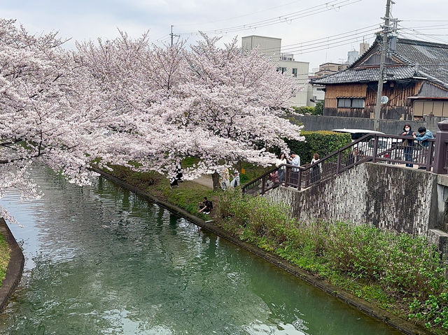 京都櫻花絕景~🌸滿開櫻花的感動「伏見十石舟」