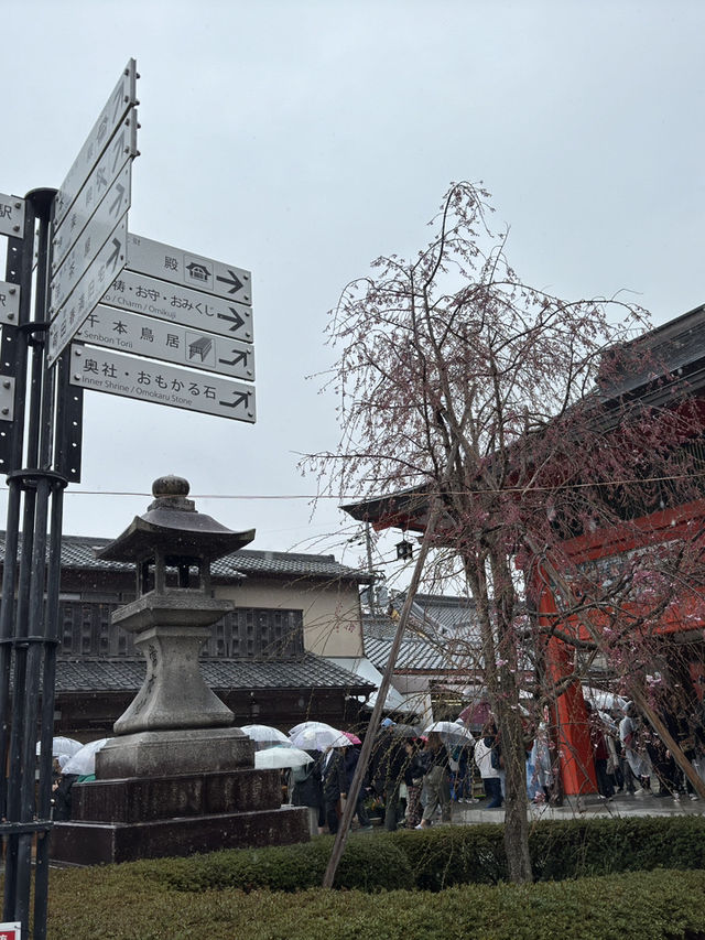京都伏見稻荷大社的櫻花夢幻之旅 🌸