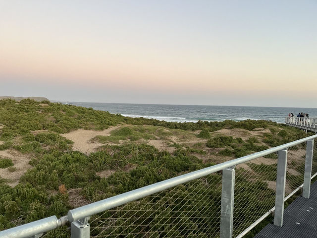 🇦🇺澳洲限定企鵝歸巢奇景🐧