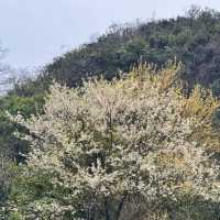 晴空森林🌸櫻花如海