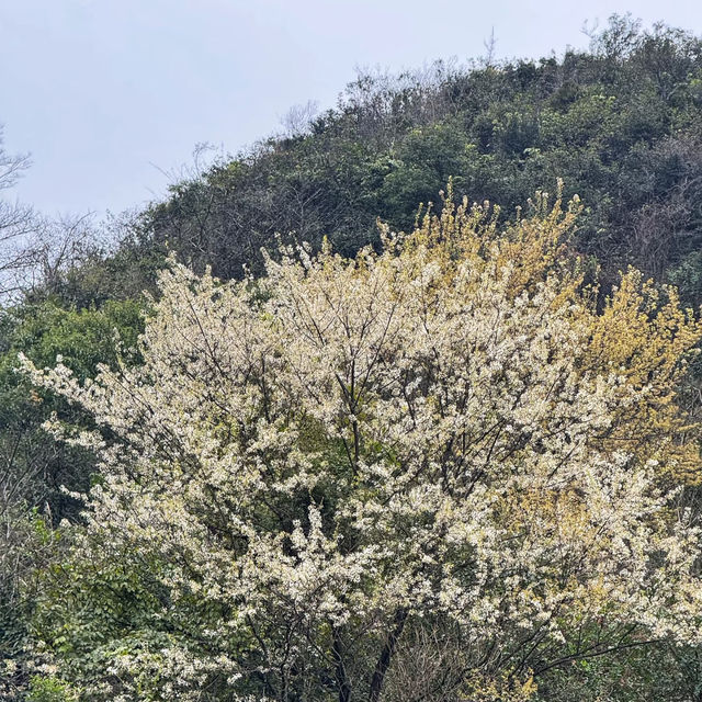 晴空森林🌸櫻花如海