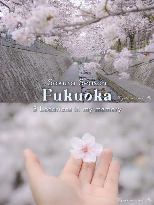 Fukuoka in Sakura Season~🌸🇯🇵✨