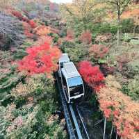 Hwadam Botanic Garden: A Hidden Natural Paradise