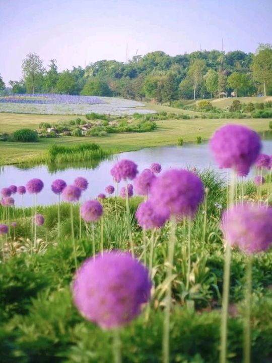 admiring beautiful flower zones like roses and lotuses