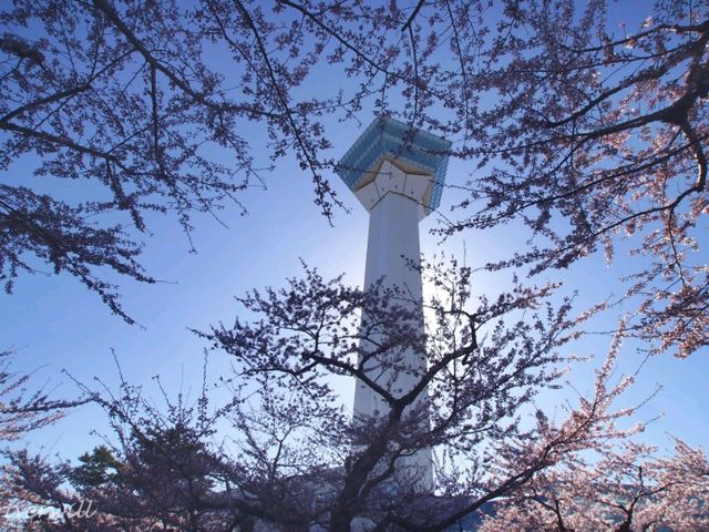 【北海道】五芒星の桜の名所、函館「五稜郭」