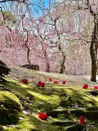 京都 ❤︎ 早春の絶景🌸咲き乱れるしだれ梅とツバキ🩷❤️ 