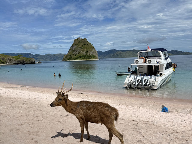 Labuan Bajo 4 Days Travel Guide 