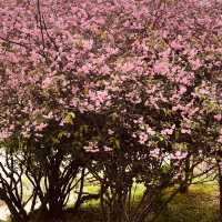 A Dreamy Spot for Spring Photography