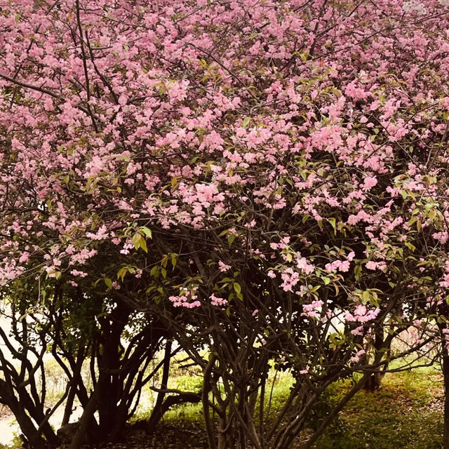 A Dreamy Spot for Spring Photography