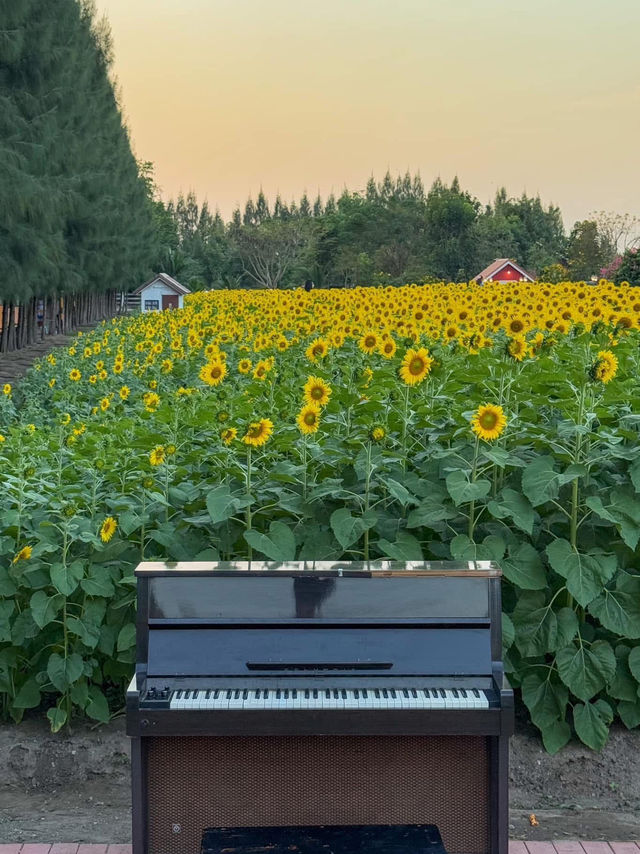 🌻ทุ่งทานตะวัน บ้านไร่นายรุ่ง🌻