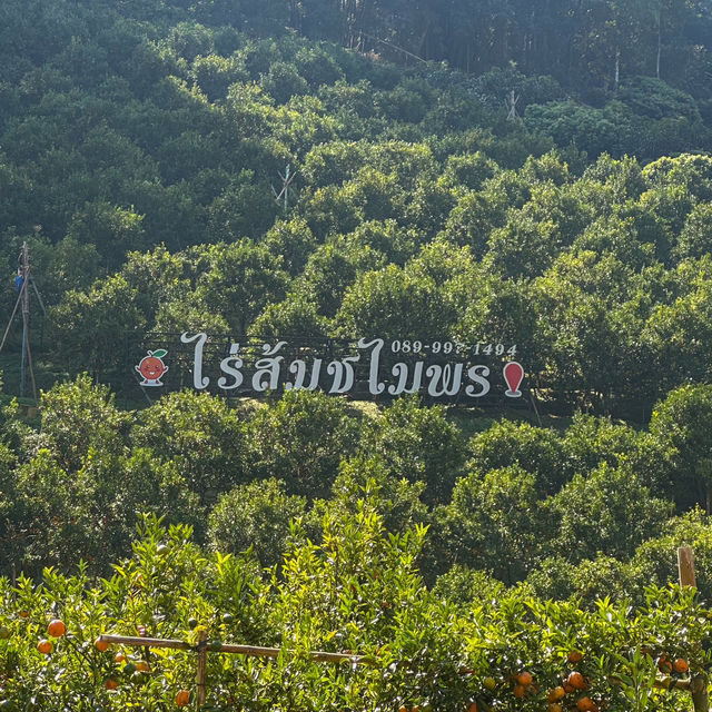เก็บส้ม🍊 กินส้ม ที่สวนส้มชไมพร เชียงใหม่