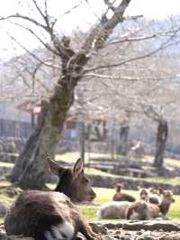 【奈良×春旅】奈良に来たら・・天然記念物の鹿に癒されます。