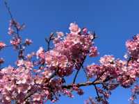 【京都府】早咲きの河津桜