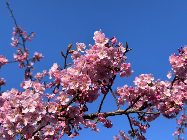 【京都府】早咲きの河津桜