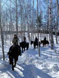 北海道旭川必體驗🐎夢幻雪地行程（老少咸宜）