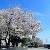 來張櫻花與晴空塔同框美照！隅田川公園賞櫻。