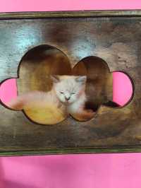 Nusa Lembongan Cat Cafe!