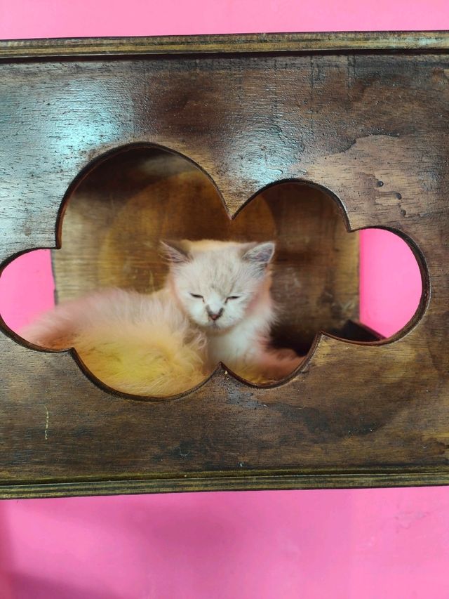 Nusa Lembongan Cat Cafe!