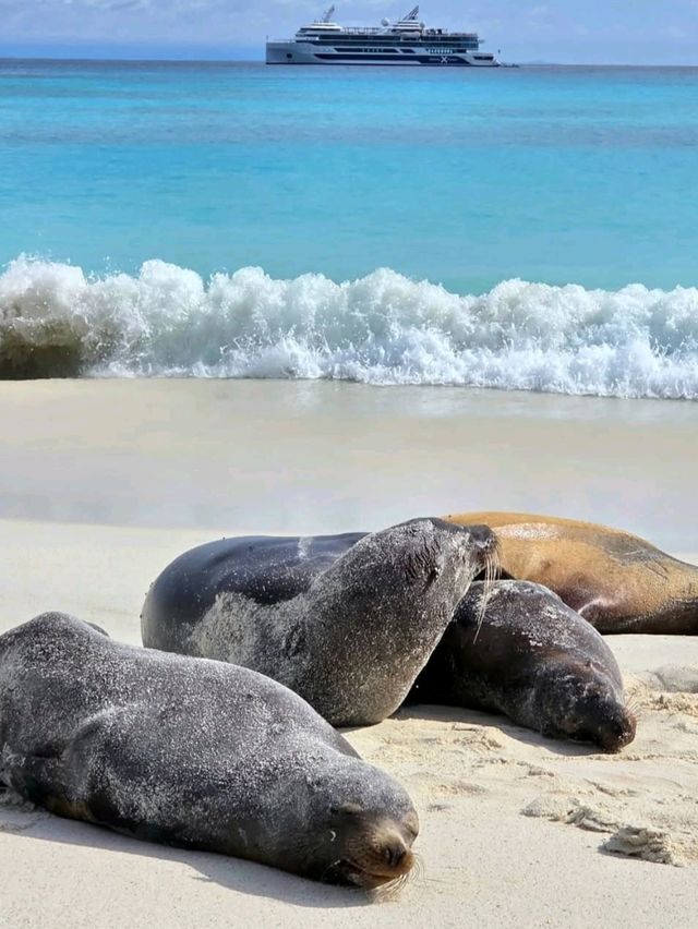 Explore the Untamed Beauty of Española Island! 🌊🐦