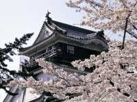 Chasing Sakura at Okazaki Castle