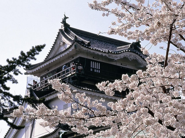 Chasing Sakura at Okazaki Castle