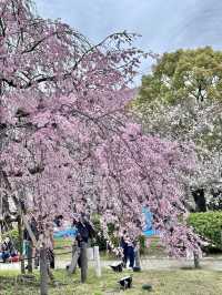 🇯🇵 名古屋最市中心最大賞櫻公園