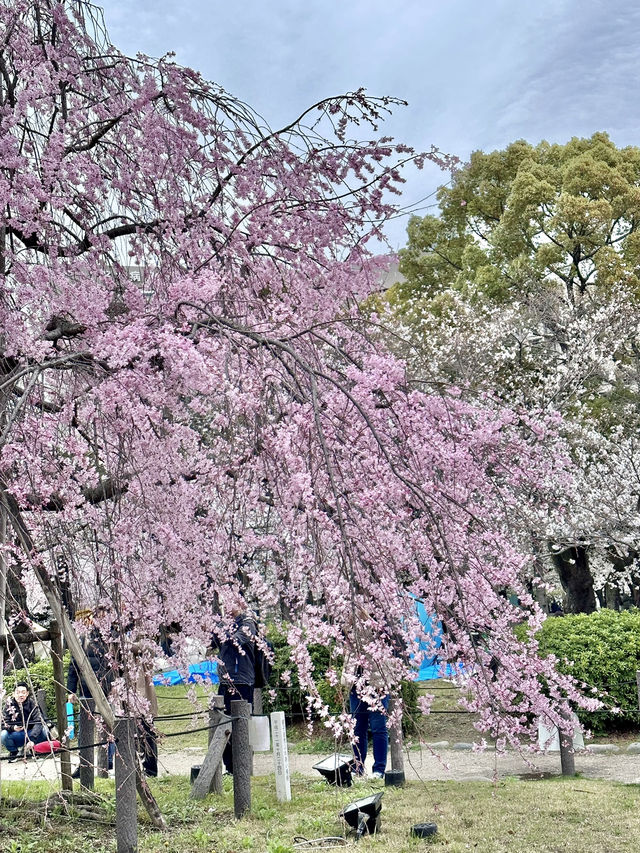 🇯🇵 名古屋最市中心最大賞櫻公園