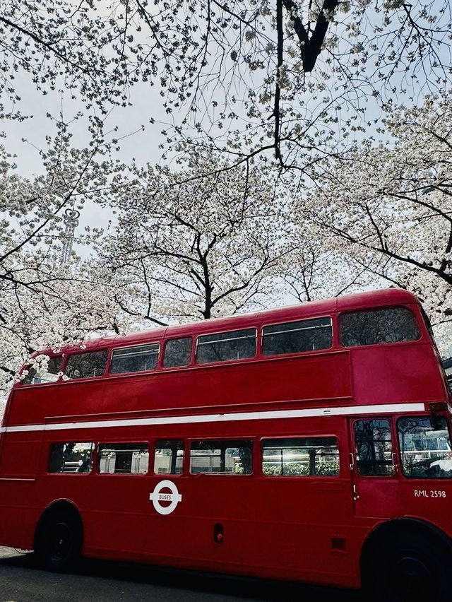 A Dreamy Day Trip from Busan: Cherry Blossoms in Full Bloom at 83 Tower E-World, Daegu