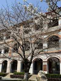 Historical University in Shanghai is blooming beautifully 