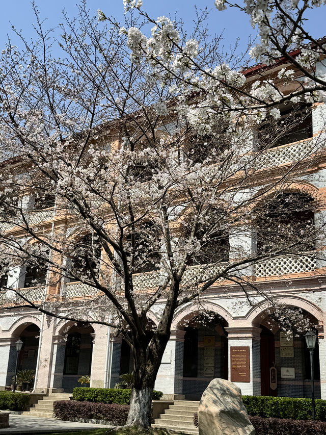 Historical University in Shanghai is blooming beautifully 
