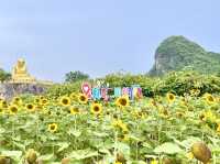 ชมดอกทานตะวัน ไหว้รูปเหมือนหลวงพ่อหมุน ตำบลพญาขัน