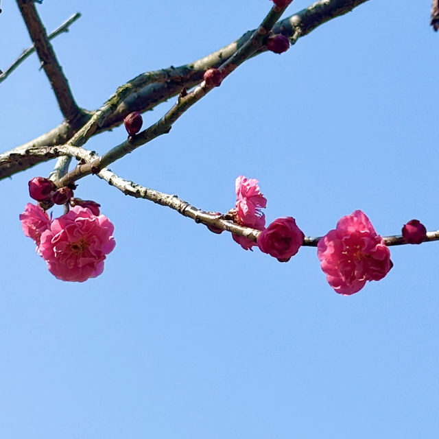 광양 매화축제