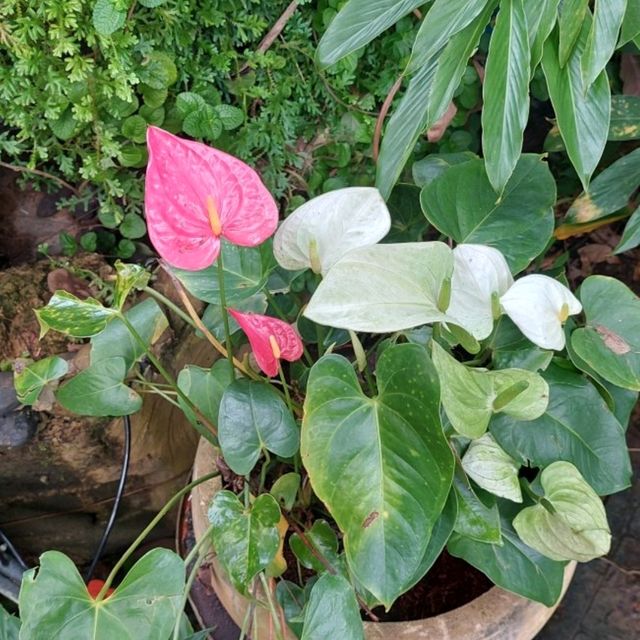 🌹🌻เอื้องหลวงจันท์ รีสอร์ท & คาเฟ่ดอกไม้🌸🌼