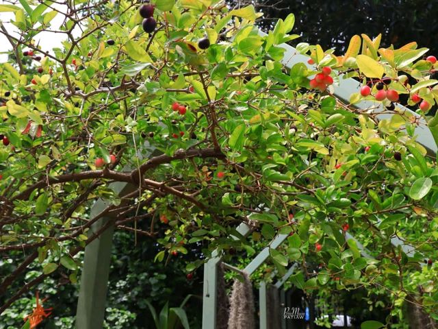 สิริสมปอง ฟาร์ม & คาเฟ่ | คาเฟ่ในสวนมะนาวโห่