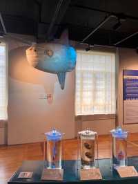 The natural history museum 