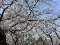 走井山公園｜桑名市の隠れた桜の名所で春を満喫🌸