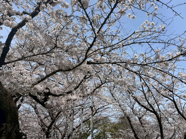 走井山公園｜桑名市の隠れた桜の名所で春を満喫🌸